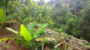 agro-forestry-project