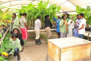 agric-youths-plant-production