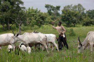 anti grazing bill herdsmen